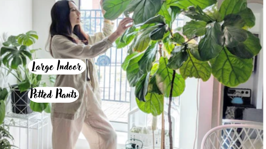 Woman tending to a large indoor potted plant