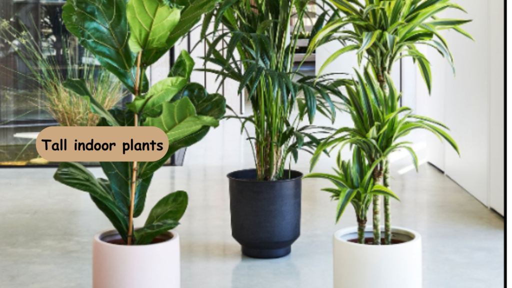 Collection of tall indoor plants in modern pots